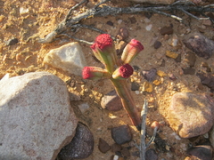 Crassula pyramidalis