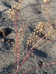 Lepidium virginicum menziesii