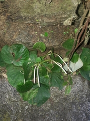 Peperomia asarifolia