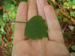 Plectranthus saccatus