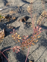 Lepidium virginicum menziesii