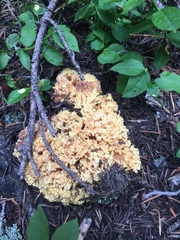 Ramaria flava