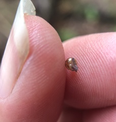 Euconulus