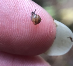 Euconulus