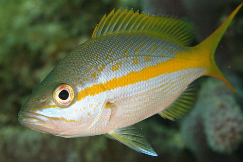 Yellowtail Snapper