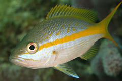 Yellowtail Snapper photo 1