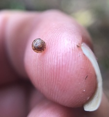 Euconulus