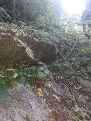 Peperomia asarifolia