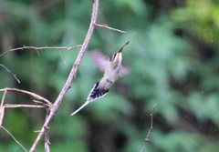 Phaethornis mexicanus