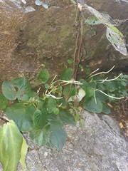 Peperomia asarifolia