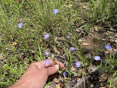 Evolvulus arizonicus