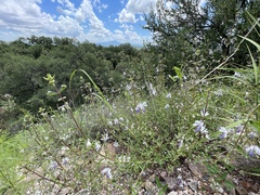 Trichostema arizonicum