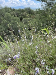Trichostema arizonicum