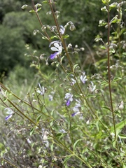 Trichostema arizonicum