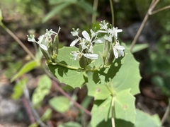 Guardiola platyphylla