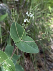 Guardiola platyphylla