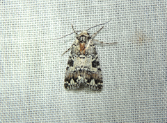 Bryolymnia systera