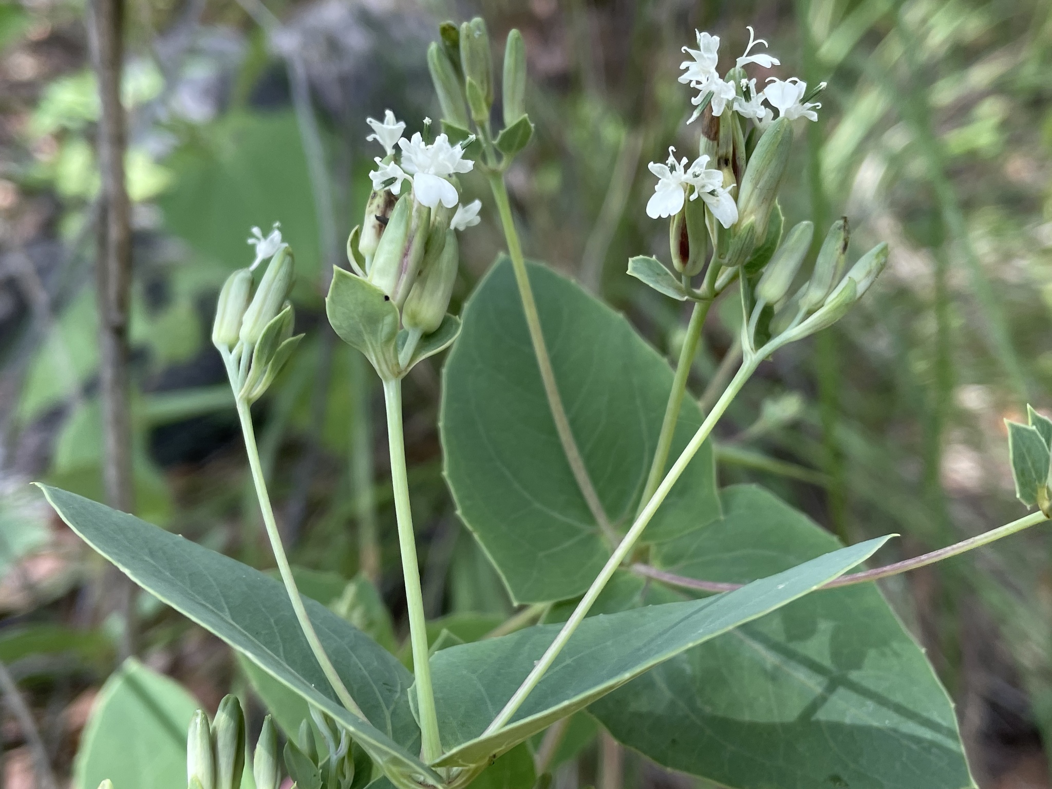 Guardiola platyphylla