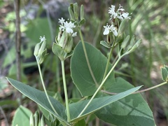Guardiola platyphylla