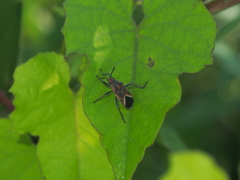 Graptostethus servus