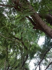 Leucaena leucocephala