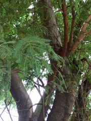 Leucaena leucocephala