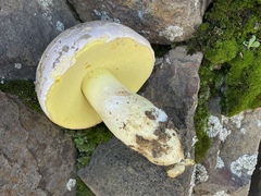Butyriboletus pulchriceps