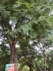 Leucaena leucocephala