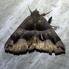 Gondysia