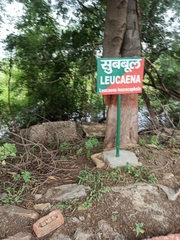 Leucaena leucocephala
