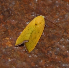 Earias