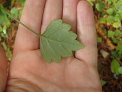 Plectranthus saccatus