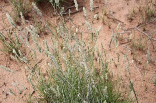 Enneapogon scoparius