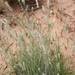 Bottlebrush Grass - Photo (c) lorainevdb, some rights reserved (CC BY-NC), uploaded by lorainevdb
