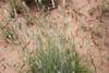 Bottlebrush Grass - Photo (c) lorainevdb, some rights reserved (CC BY-NC), uploaded by lorainevdb