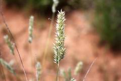 Enneapogon scoparius