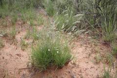 Enneapogon scoparius