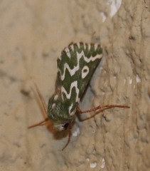 Drepanogynis bifasciata