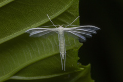Pterophorus lacteipennis