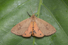 Spilosoma cervina