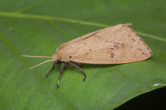 Spilosoma cervina