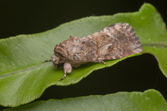 Spodoptera pecten