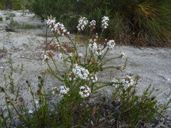 Lysinema pentapetalum