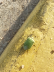 Nezara viridula
