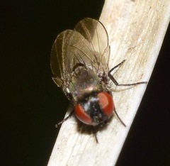 Diptera