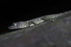 Gekko smithii