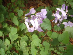 Plectranthus saccatus