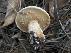 Suillus kaibabensis