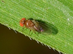 Diptera