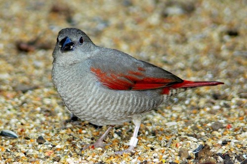 Red-winged Pytilia